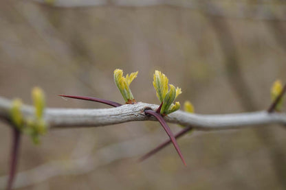 Gleditsia triacanthos haagplant