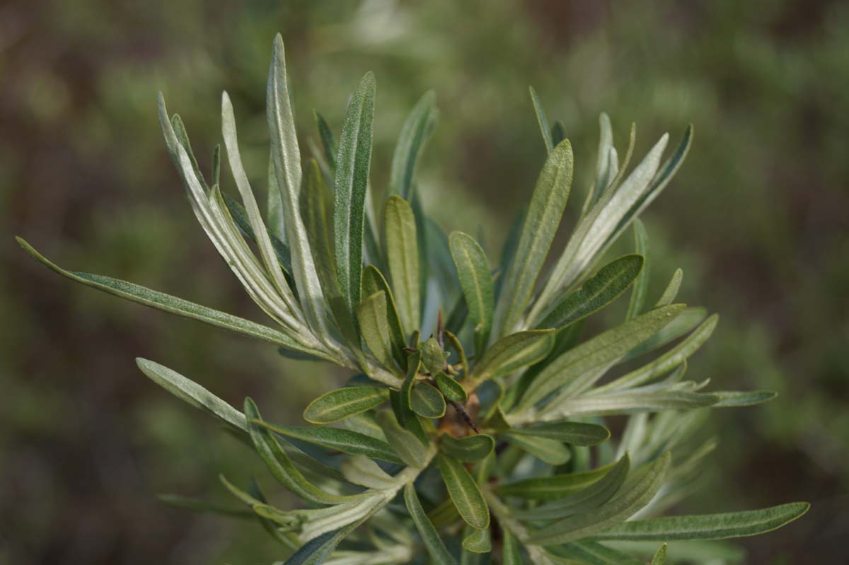 Hippophae rhamnoides op stam blad