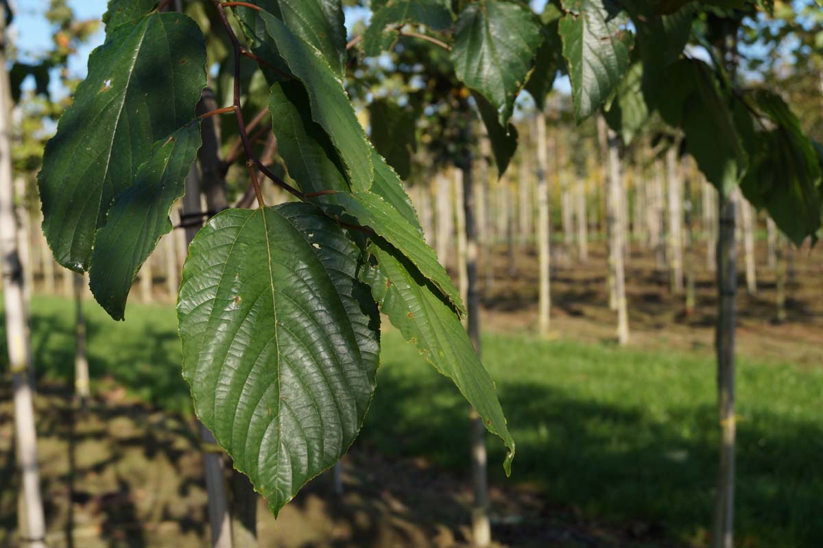 Hovenia dulcis meerstammig / struik