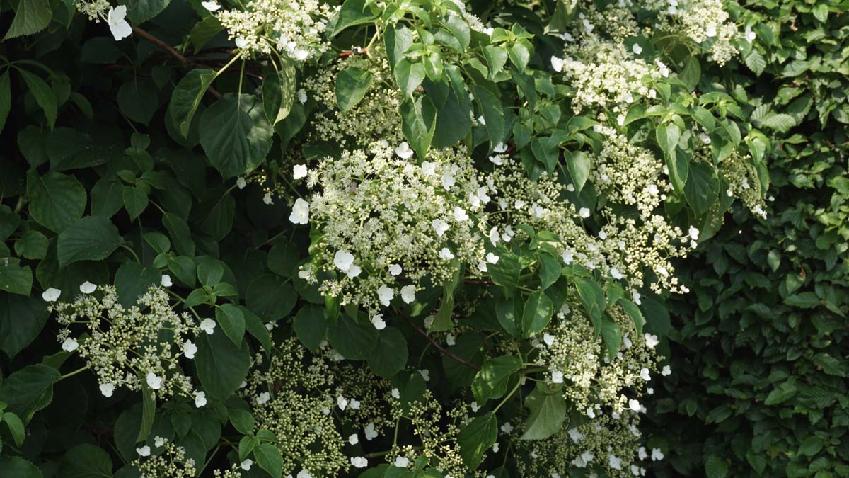 Hydrangea petiolaris Tuinplanten bloem