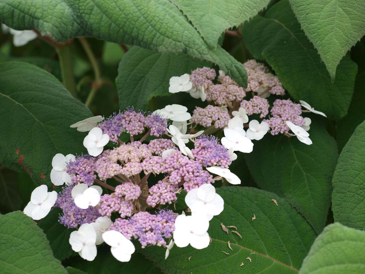 Hydrangea aspera sargentiana Tuinplanten