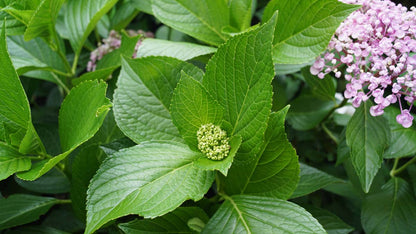 Hydrangea macrophylla 'Ayesha'