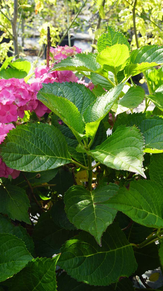 Hydrangea macrophylla 'Deutschland' meerstammig / struik