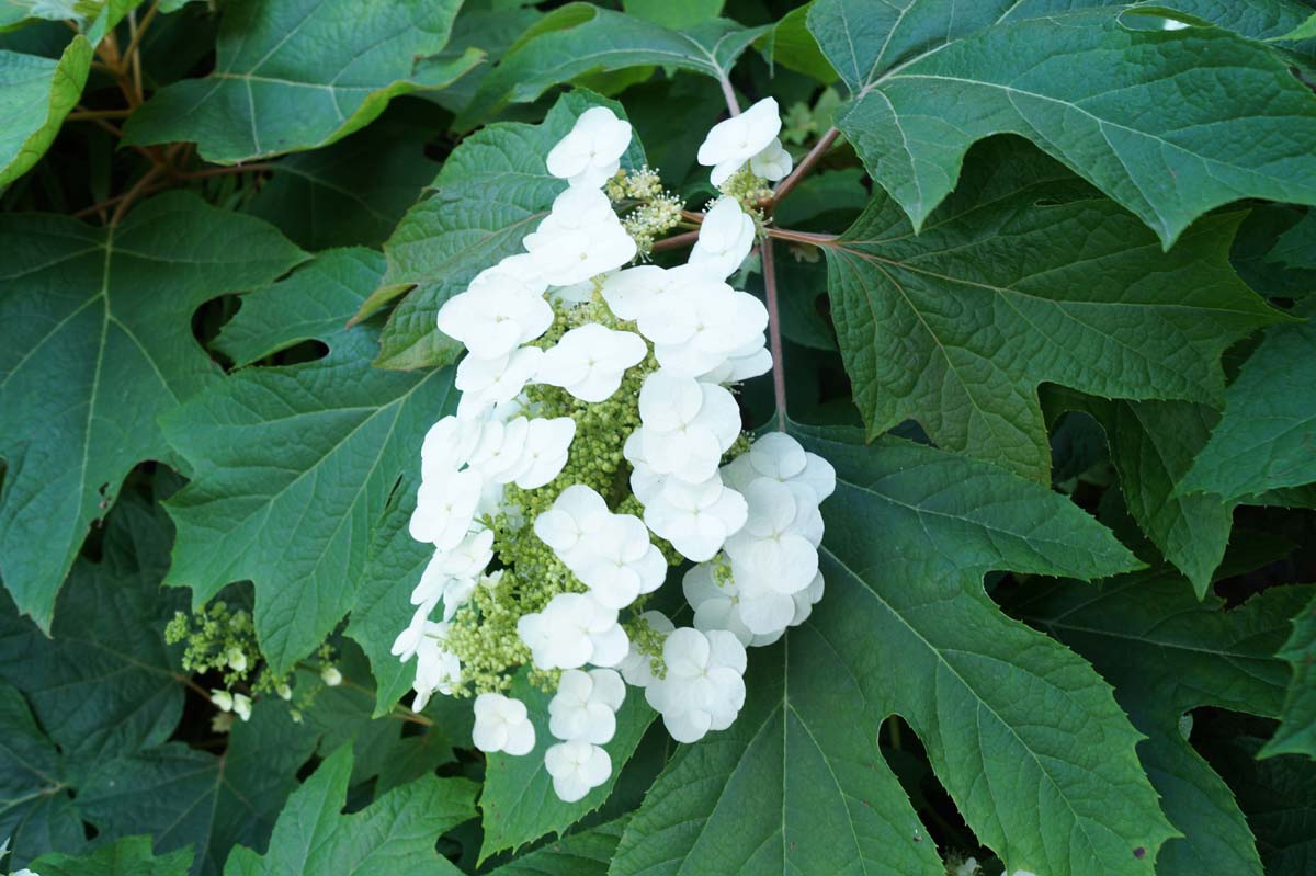 Hydrangea quercifolia meerstammig / struik bloem