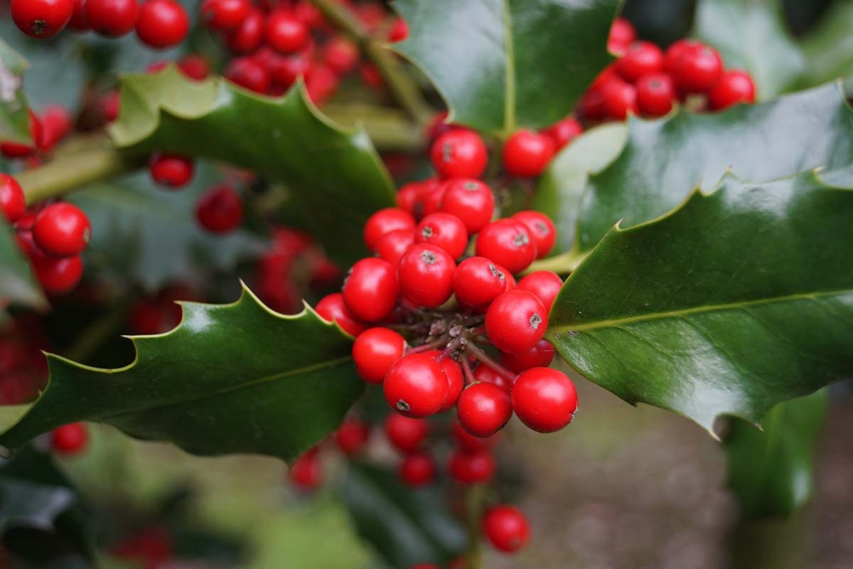 Ilex aquifolium meerstammig / struik