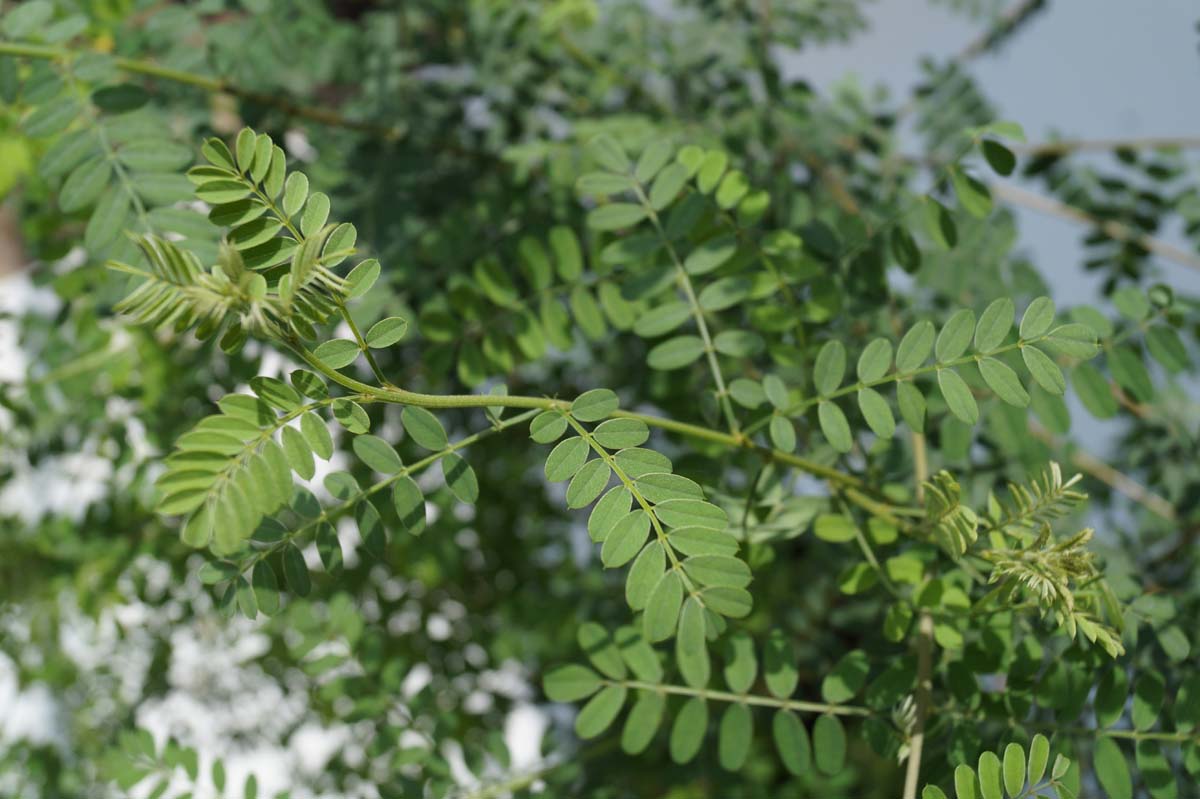 Indigofera heterantha meerstammig / struik