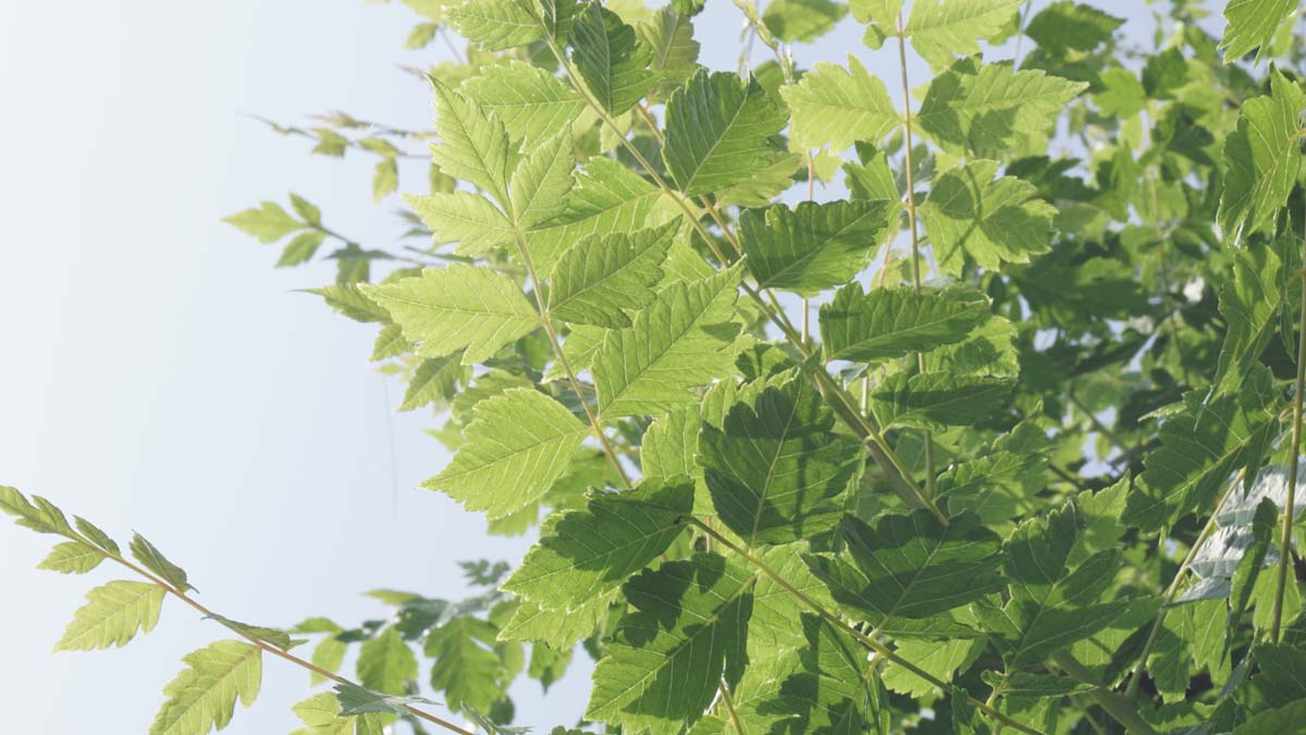 Koelreuteria paniculata solitair blad