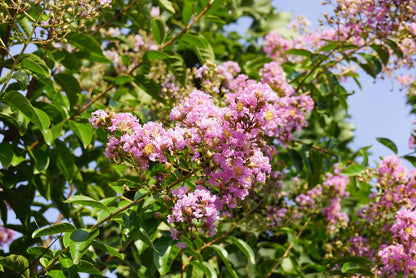 Lagerstroemia indica Tuinplanten bloesem