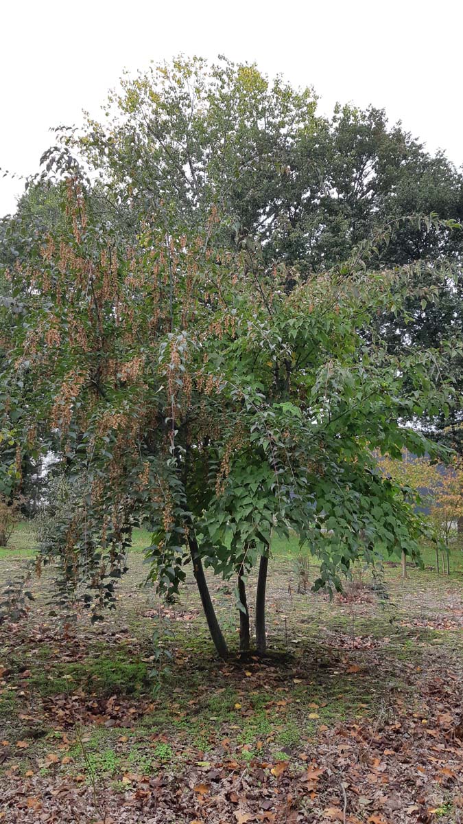 Acer capillipes op stam