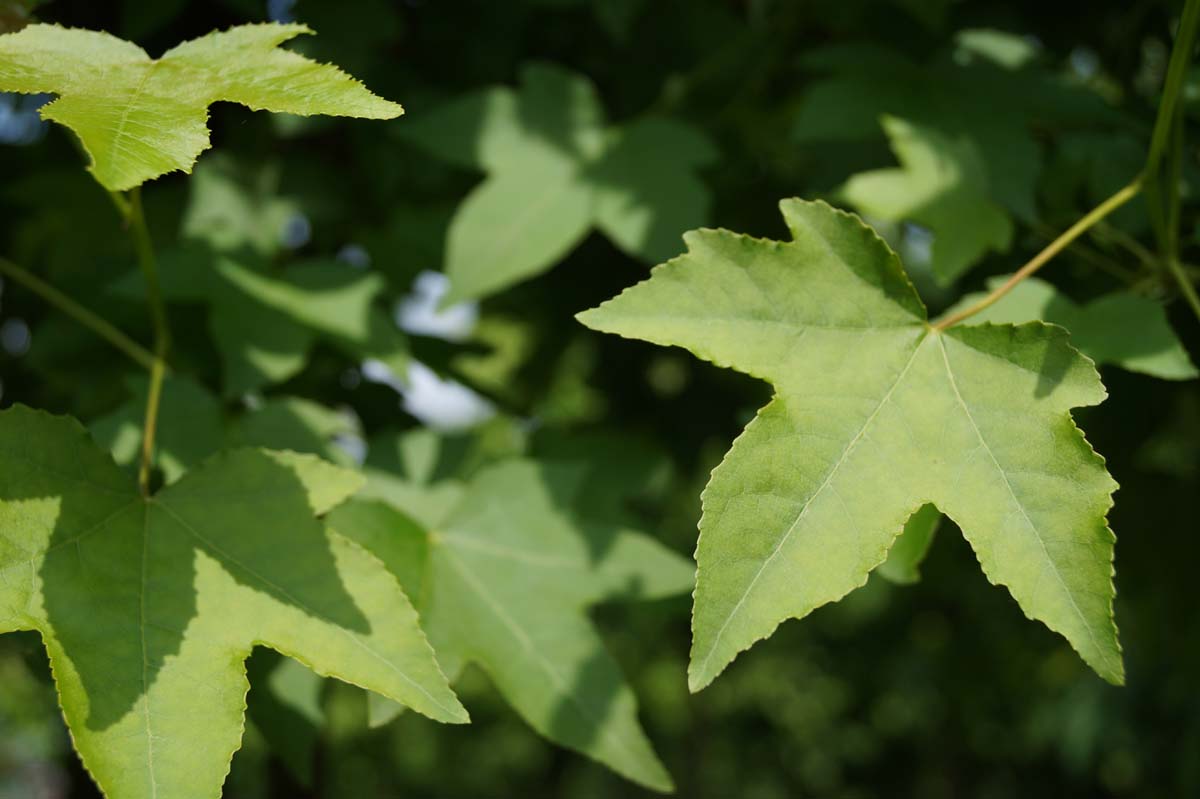 Liquidambar styraciflua op stam blad