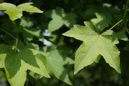 Liquidambar styraciflua dakboom blad