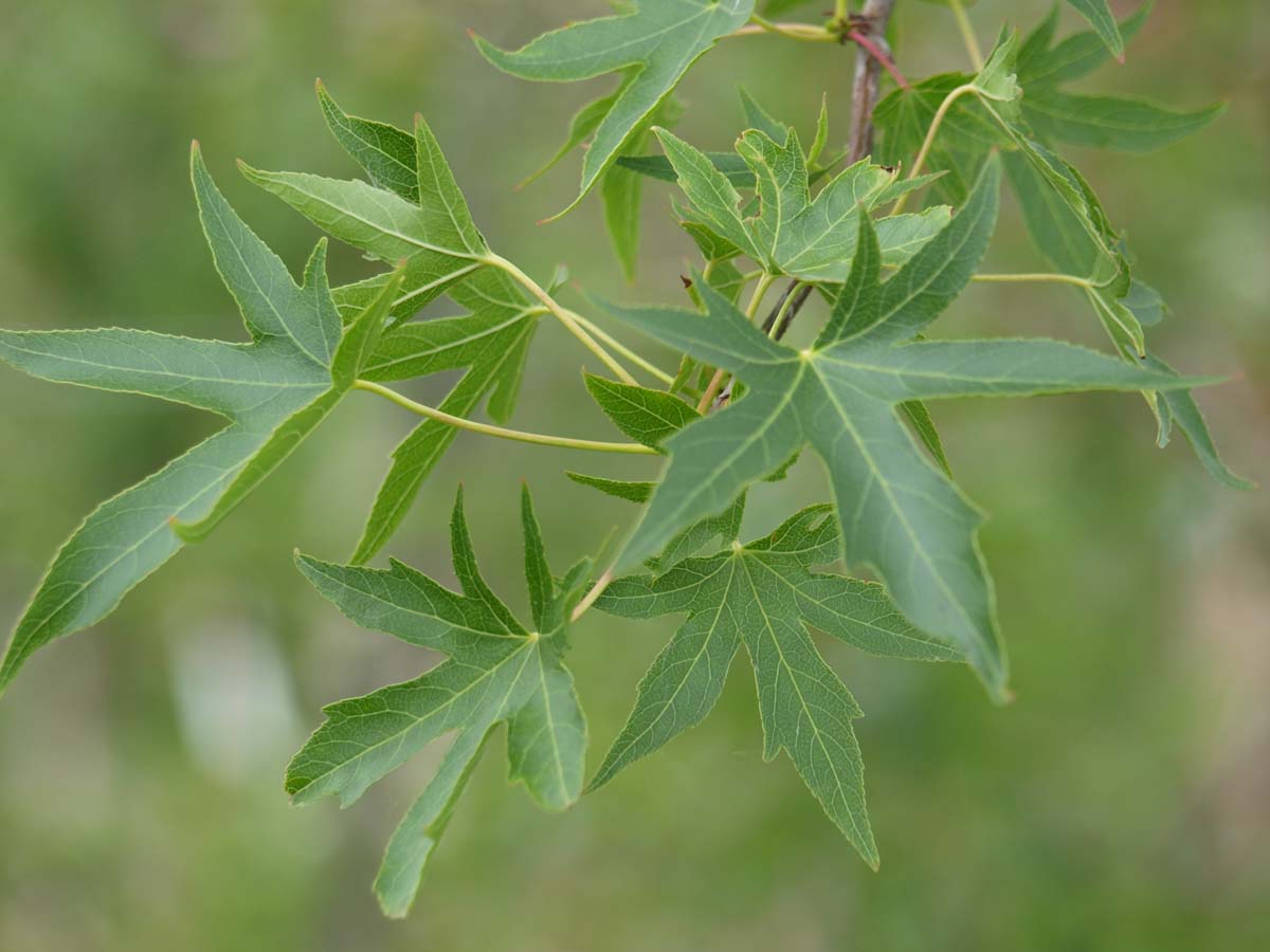 Liquidambar styraciflua 'Worplesdon' dakboom blad