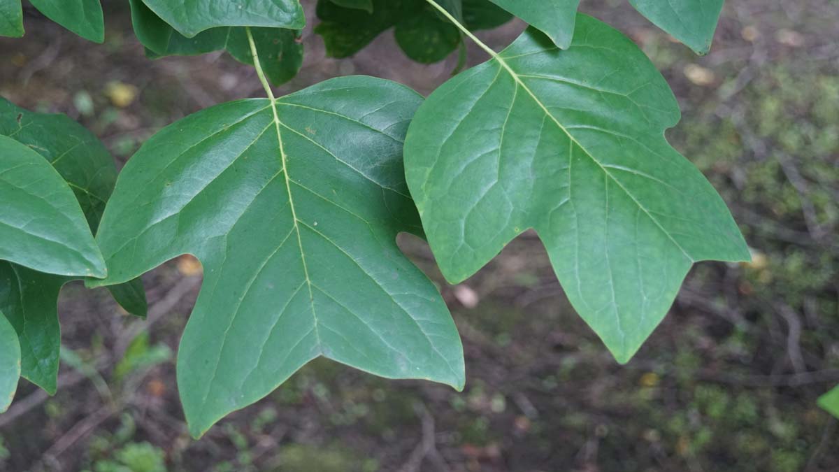 Liriodendron tulipifera dakboom blad