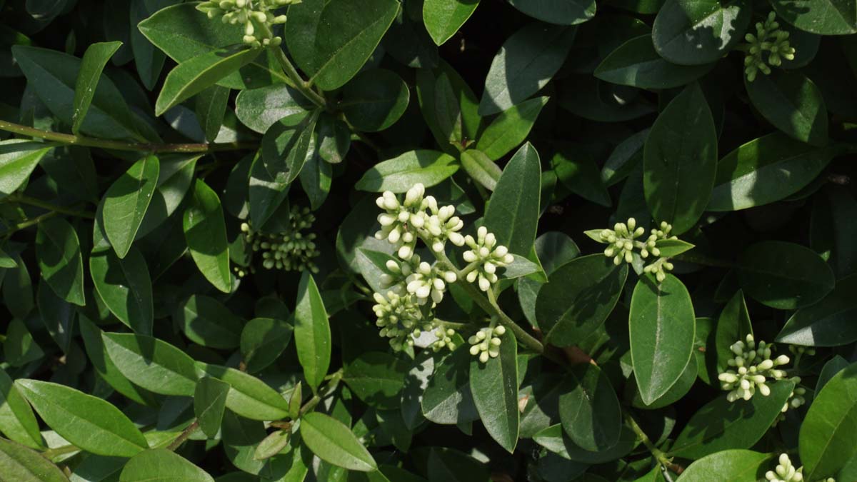 Ligustrum ovalifolium haagplant bloem