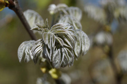 Maackia amurensis solitair