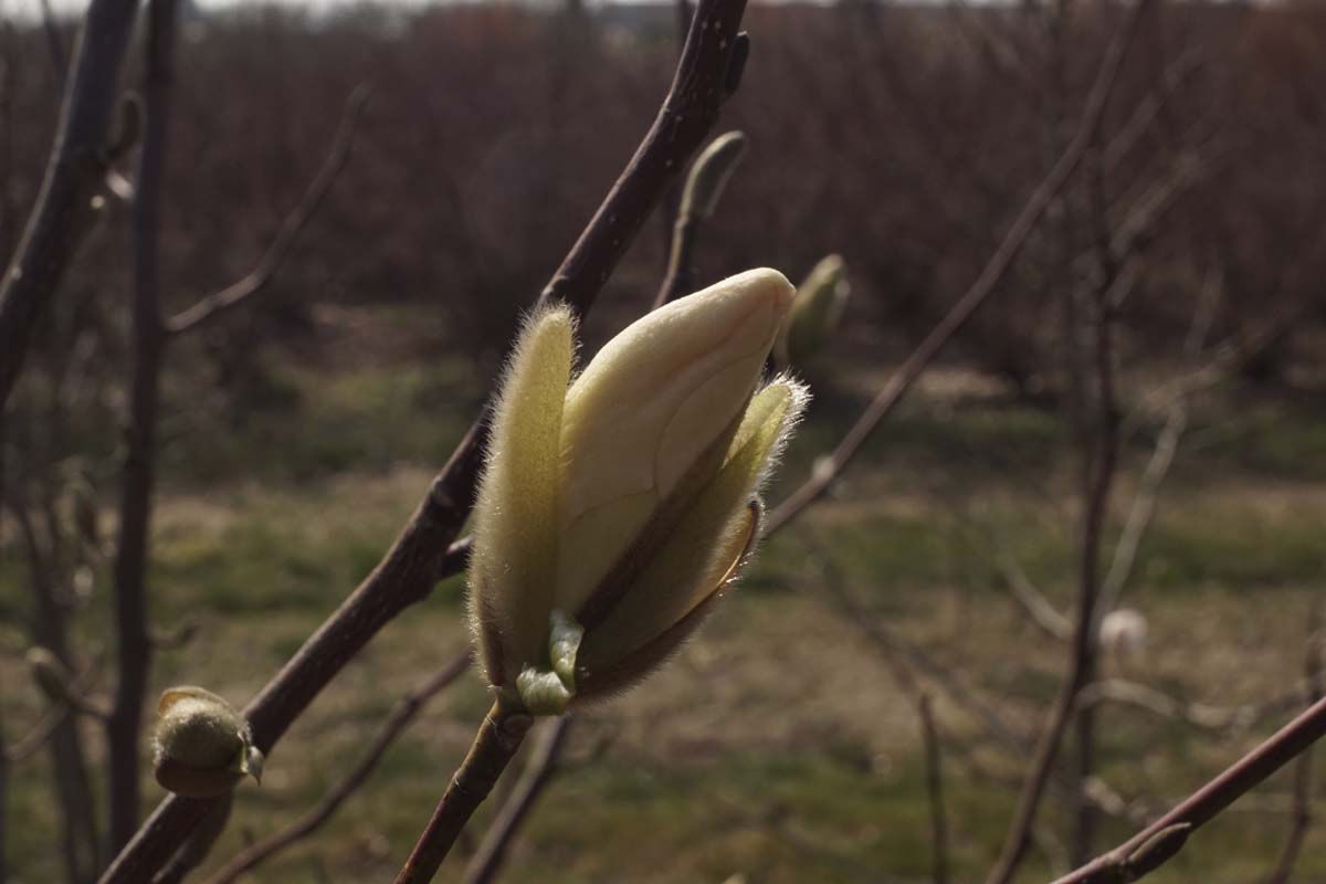 Magnolia kobus leiboom bloem