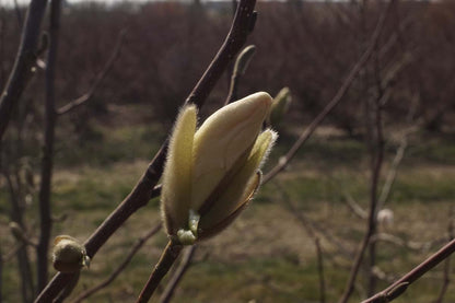 Magnolia kobus solitair bloem