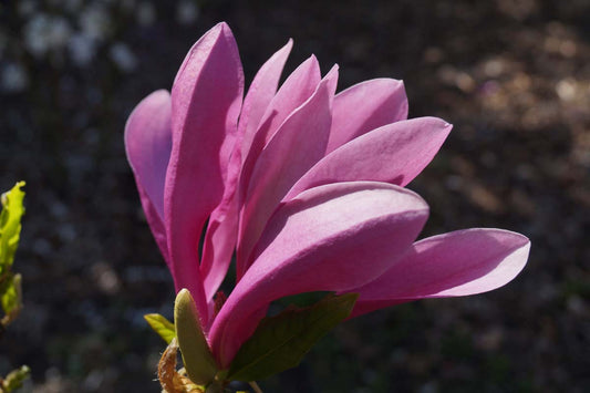 Magnolia 'Susan' solitair bloem