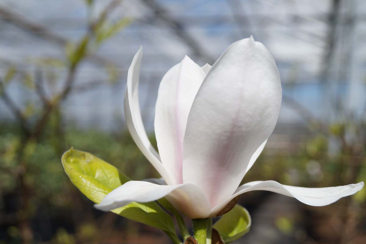 Magnolia soulangeana Tuinplanten bloem