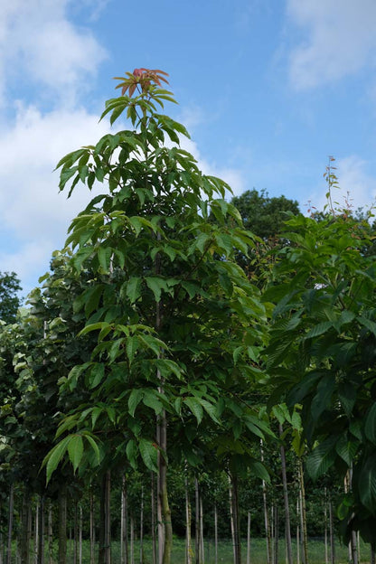 Aesculus glabra op stam op stam