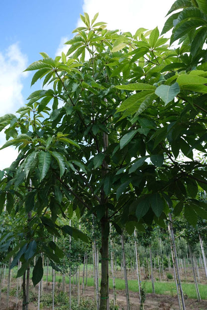 Aesculus glabra op stam op stam