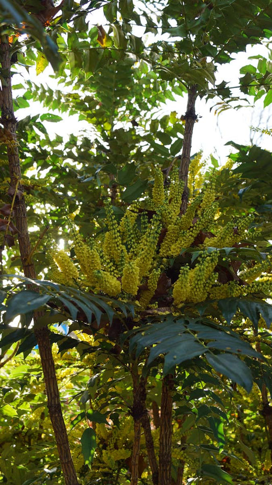 Mahonia japonica meerstammig / struik bloem