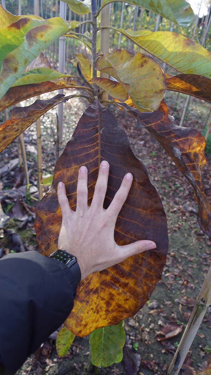 Magnolia tripetala meerstammig / struik blad