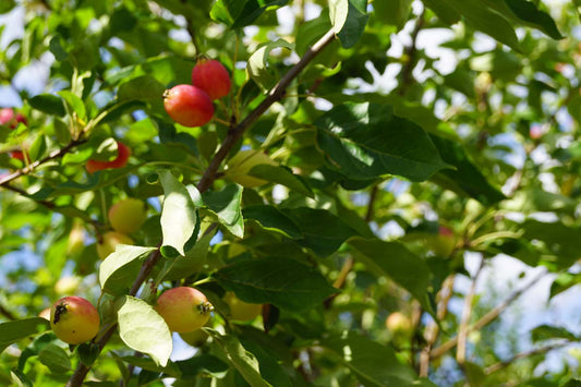 Malus 'Dolgo' op stam