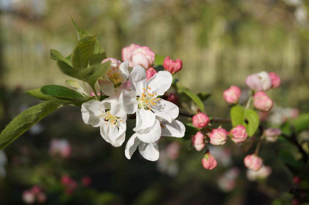 Malus 'Evereste' leiboom bloem