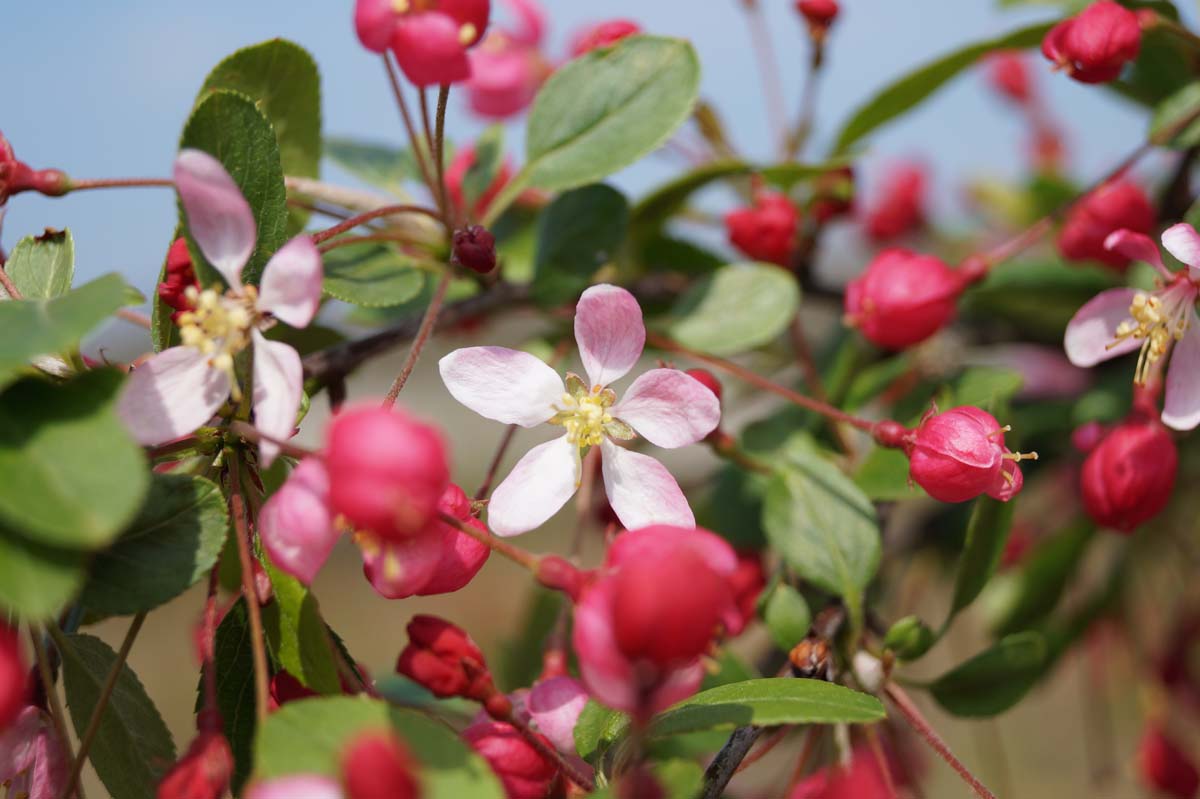 Malus floribunda dakboom