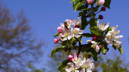 Malus 'Golden Hornet' meerstammig / struik