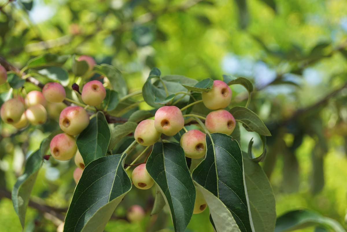 Malus 'Braendkjaer' meerstammig / struik