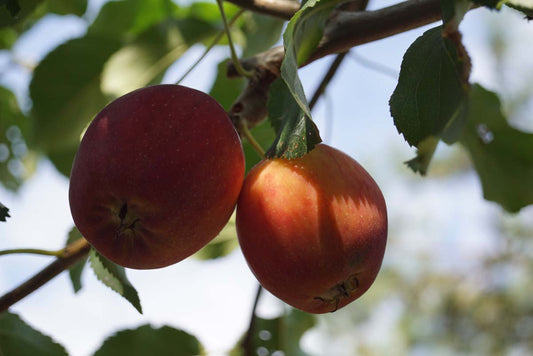 Malus 'Hyslop' leiboom