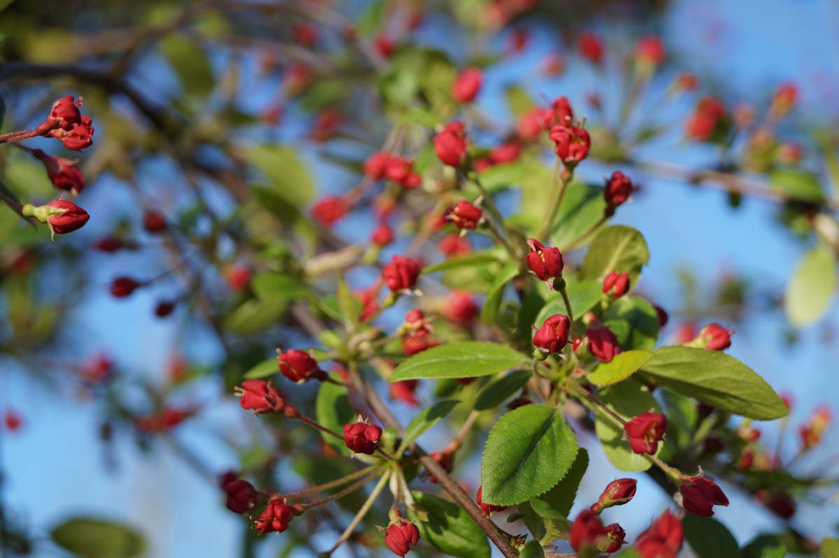 Malus 'Neville Copeman' op stam