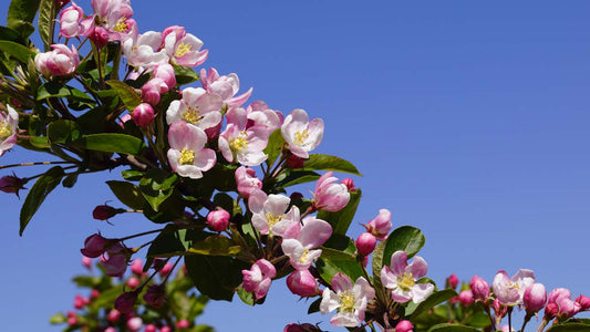 Malus 'Red Sentinel' leiboom bloesem