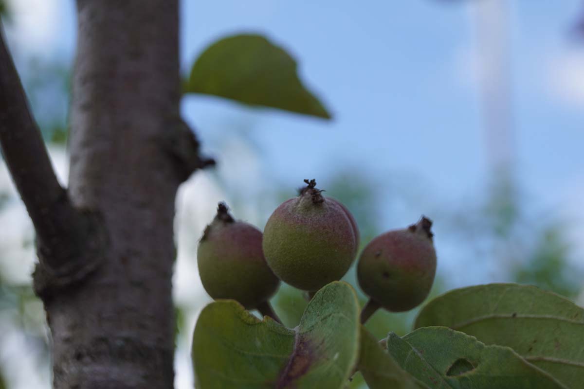 Malus tschonoskii op stam