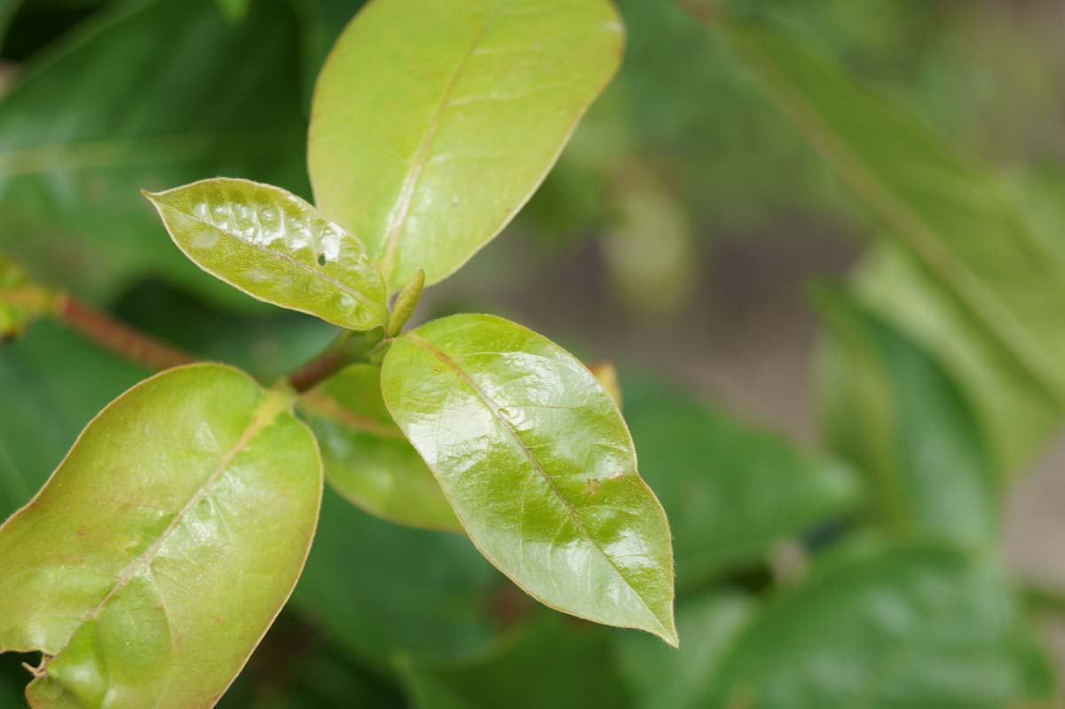 Nyssa sylvatica Tuinplanten blad