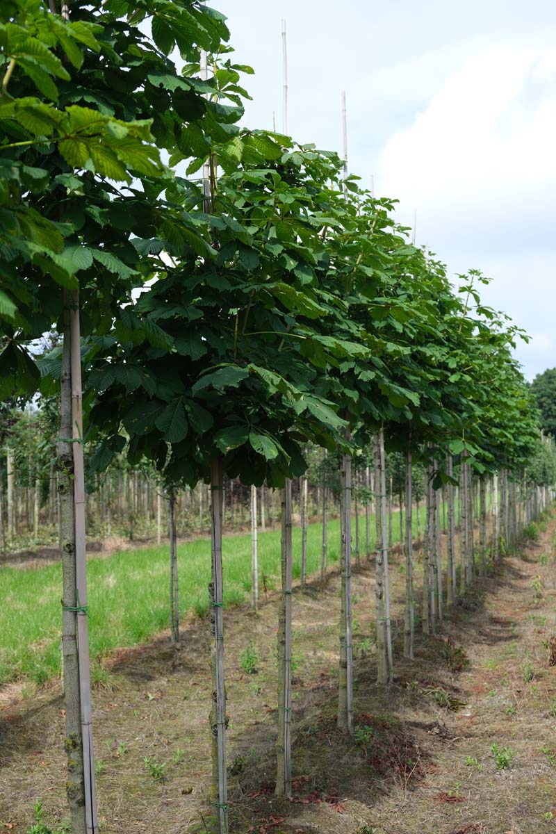 Aesculus hippocastanum 'Baumannii' op stam op stam