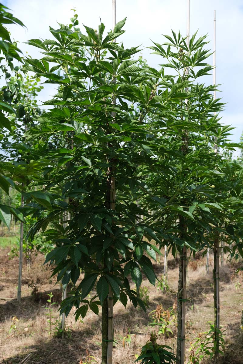 Aesculus indica op stam op stam