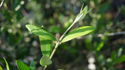 Olea europaea Tuinplanten