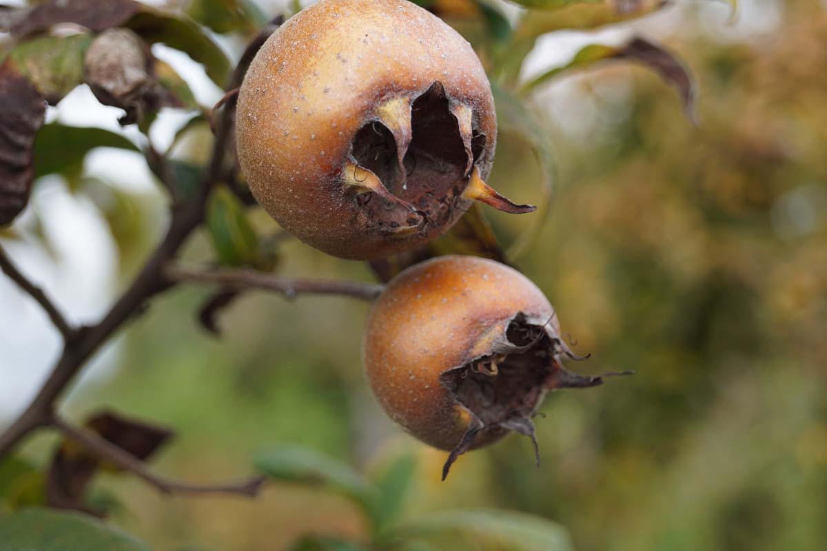 Mespilus germanica solitair vrucht