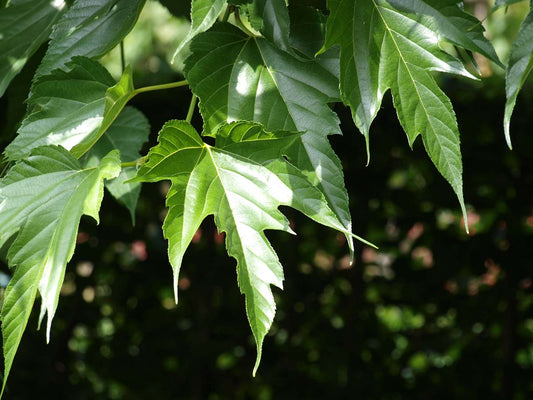 Morus alba 'Macrophylla' dakboom