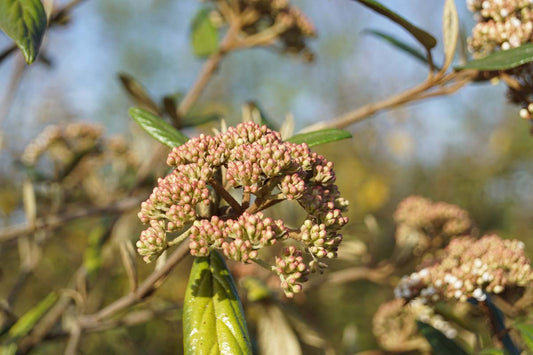 Osmanthus burkwoodii Tuinplanten bloem