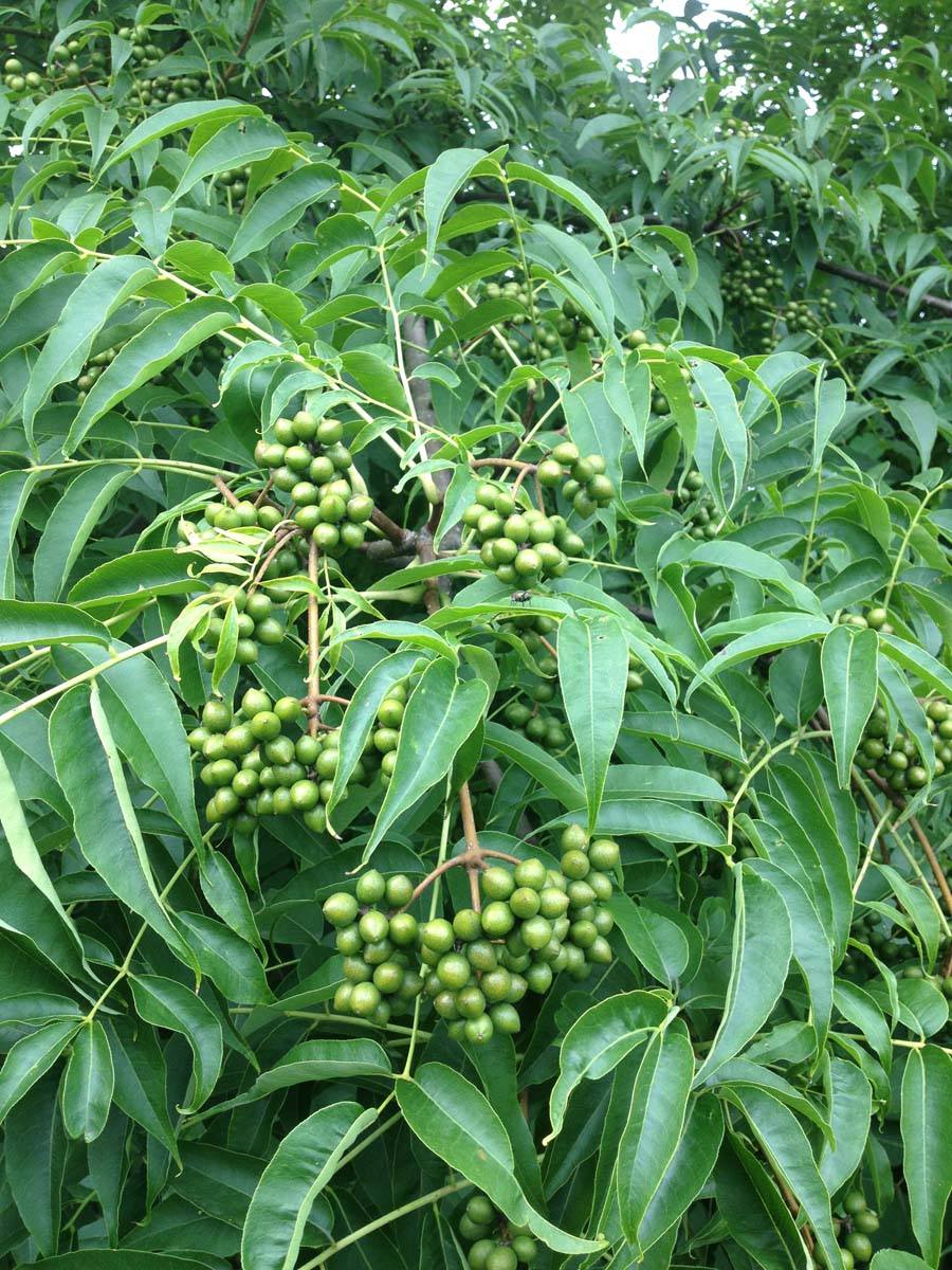 Phellodendron amurense op stam bes