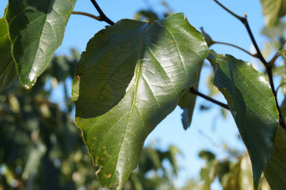 Poliothyrsis sinensis meerstammig / struik