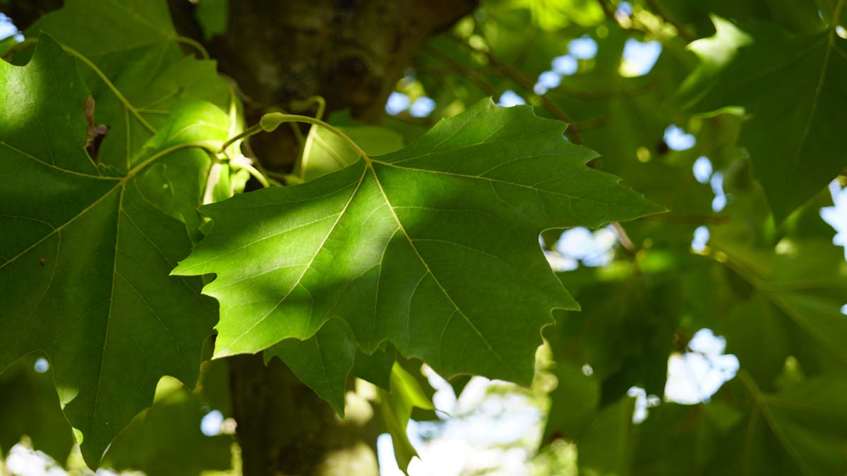 Platanus hispanica leiboom