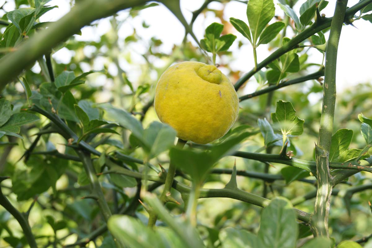 Citrus trifoliata op stam vrucht