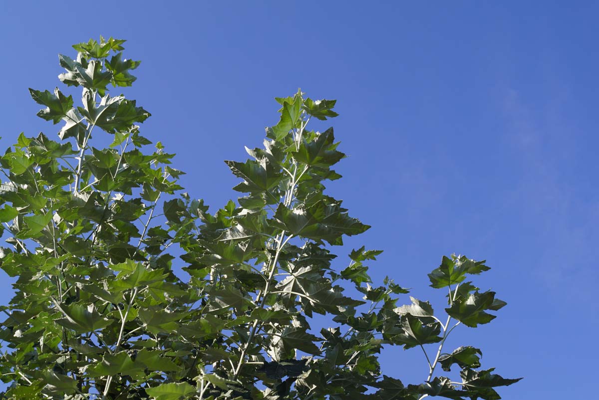 Populus alba op stam twijg