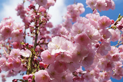 Prunus 'Accolade' solitair