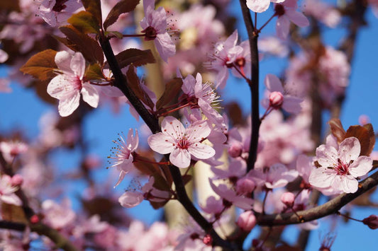 Prunus cerasifera 'Nigra' leiboom bloesem